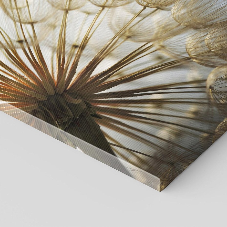 Obraz na płótnie 30x30 - Delikatny dmuchawiec w pełnym rozkwicie - dmuchawiec, kwiat