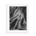 Plakat w ramie 50x70 - Siła Natury - czarno biała fotografia, korzenie wielkiego drzewa - rama biała