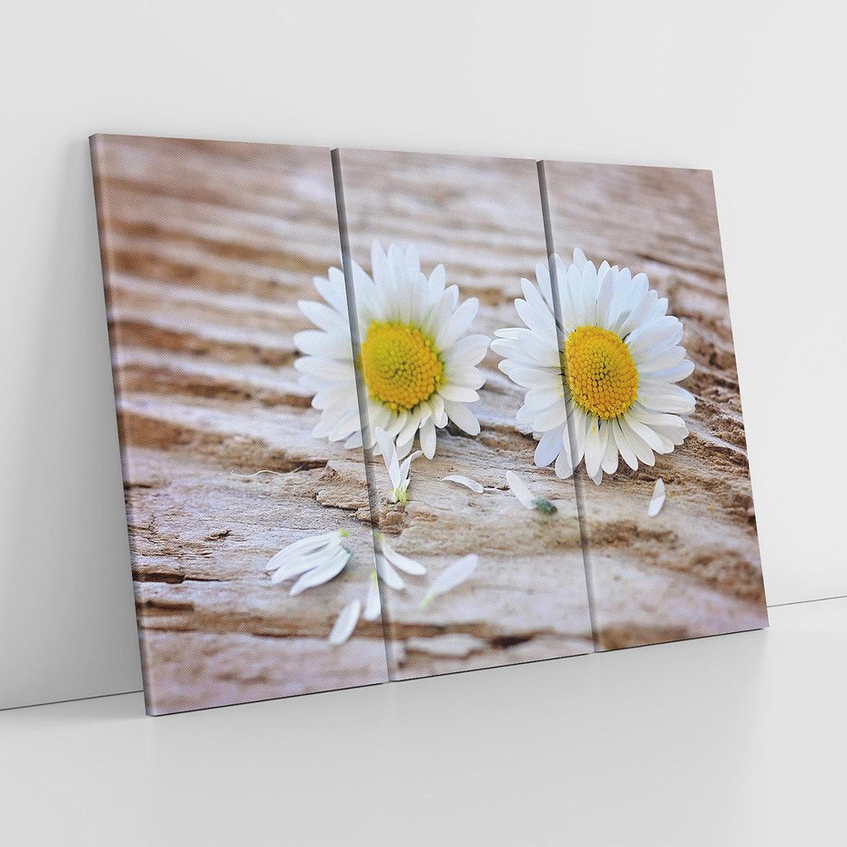 Obraz na płótnie 120x80 - Stokrotkowa Delikatność - stokrotka, kwiaty