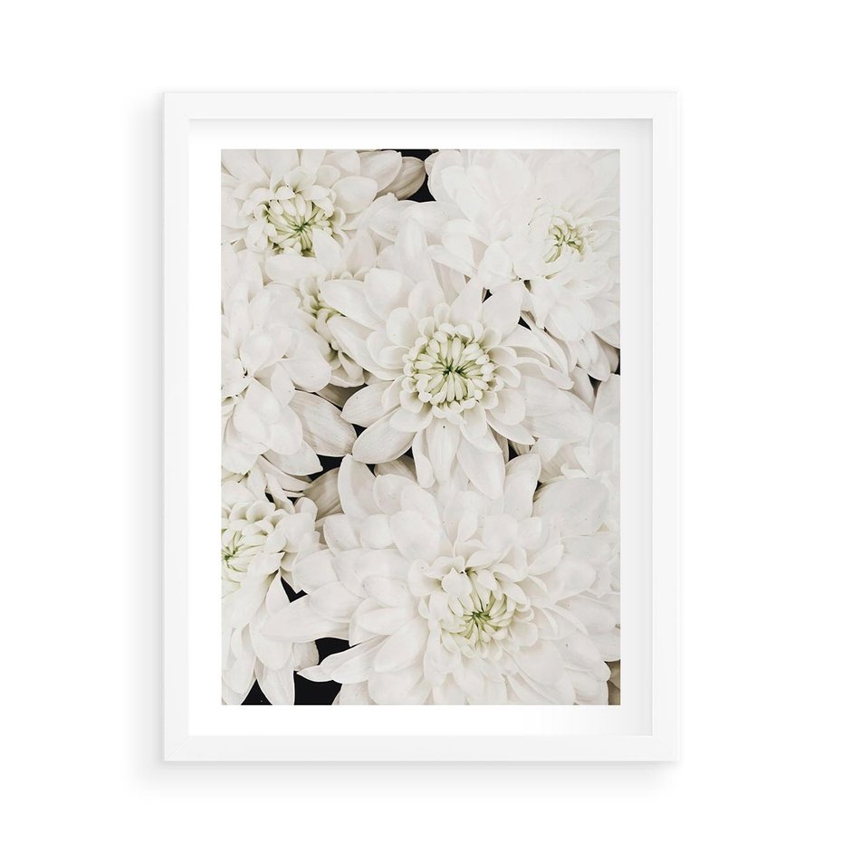 Plakat w ramie 50x70 - Białe Kwiaty: Płatki Delikatności - białe kwiaty, zbliżenie - rama biała