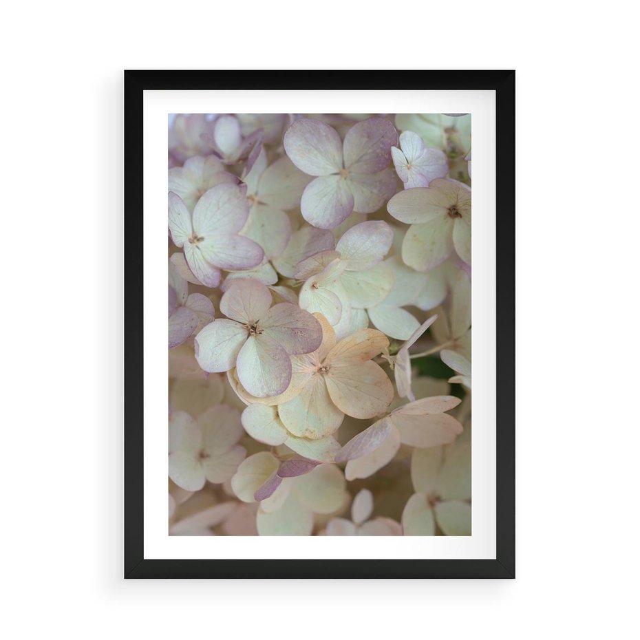Plakat w ramie 50x70 - Kwiatowy taniec - kwiaty, hortensje - rama czarna