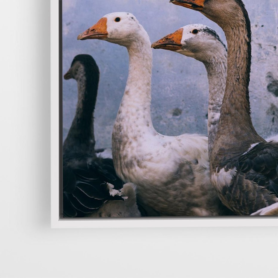 Obraz w ramie 50x50 - Spotkanie Wśród Piór - uchwycony moment, fotografia - rama biała