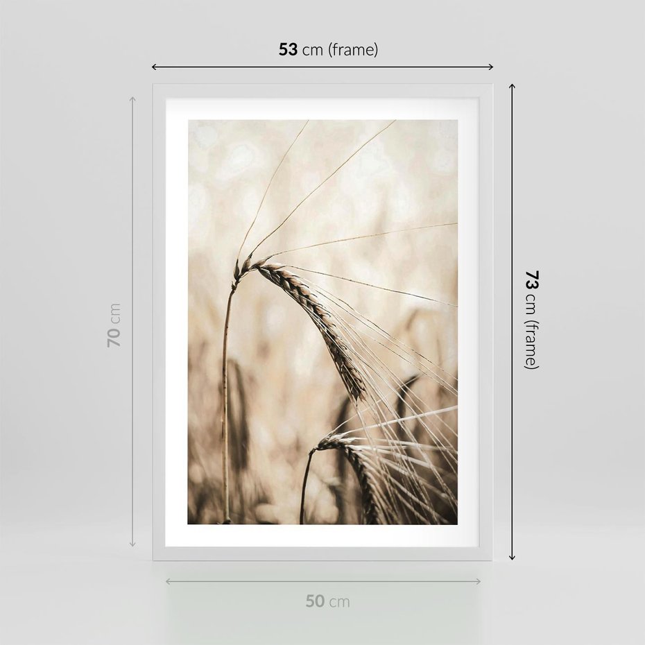 Plakat w ramie 50x70 - Źdźbło Pszenicy: Blisko Natury - źdźbło pszenicy, pszenica - rama biała