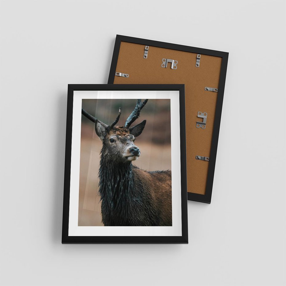 Plakat w ramie 30x40 - Spokojny jeleń - jeleń, las - rama czarna