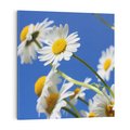 Obraz na płótnie 40x40 - Stokrotkowe pola - stokrotki, kwiaty
