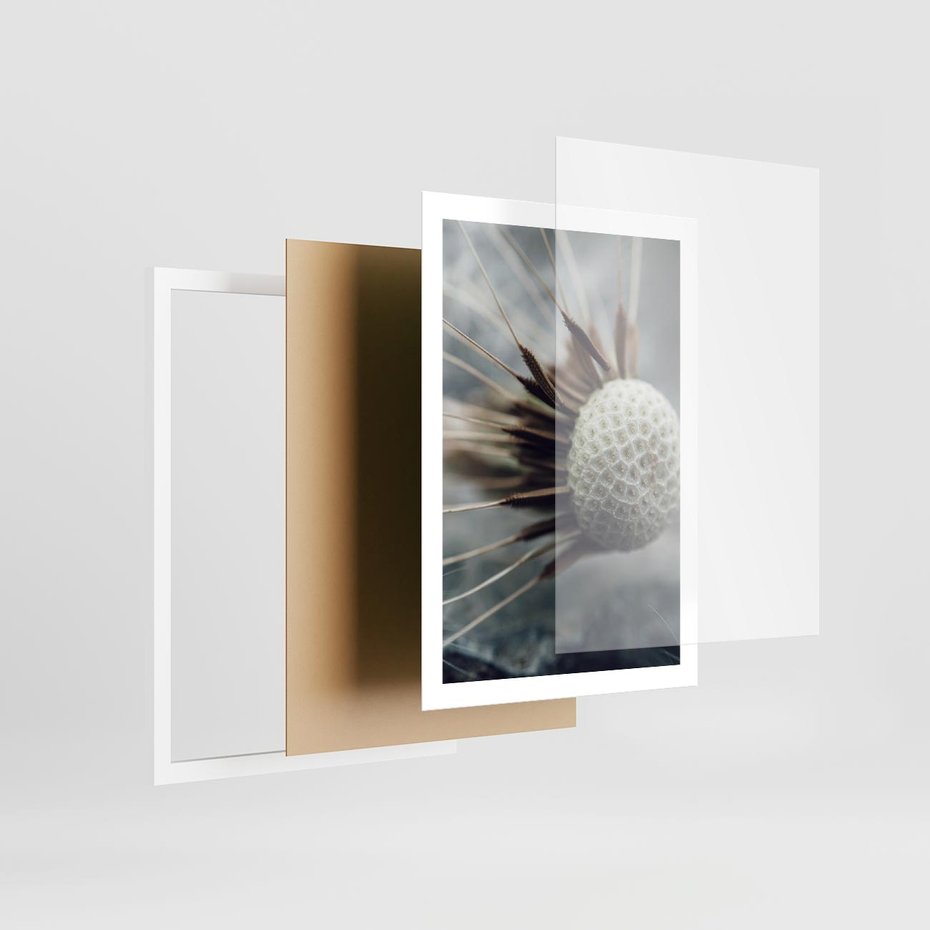 Plakat w ramie 50x70 - Makro Dmuchawiec - dmuchawiec, zbliżenie - rama biała