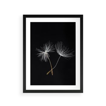 Plakat w ramie 50x70 - Delikatność Wiatru - dmuchawce, makro - rama czarna