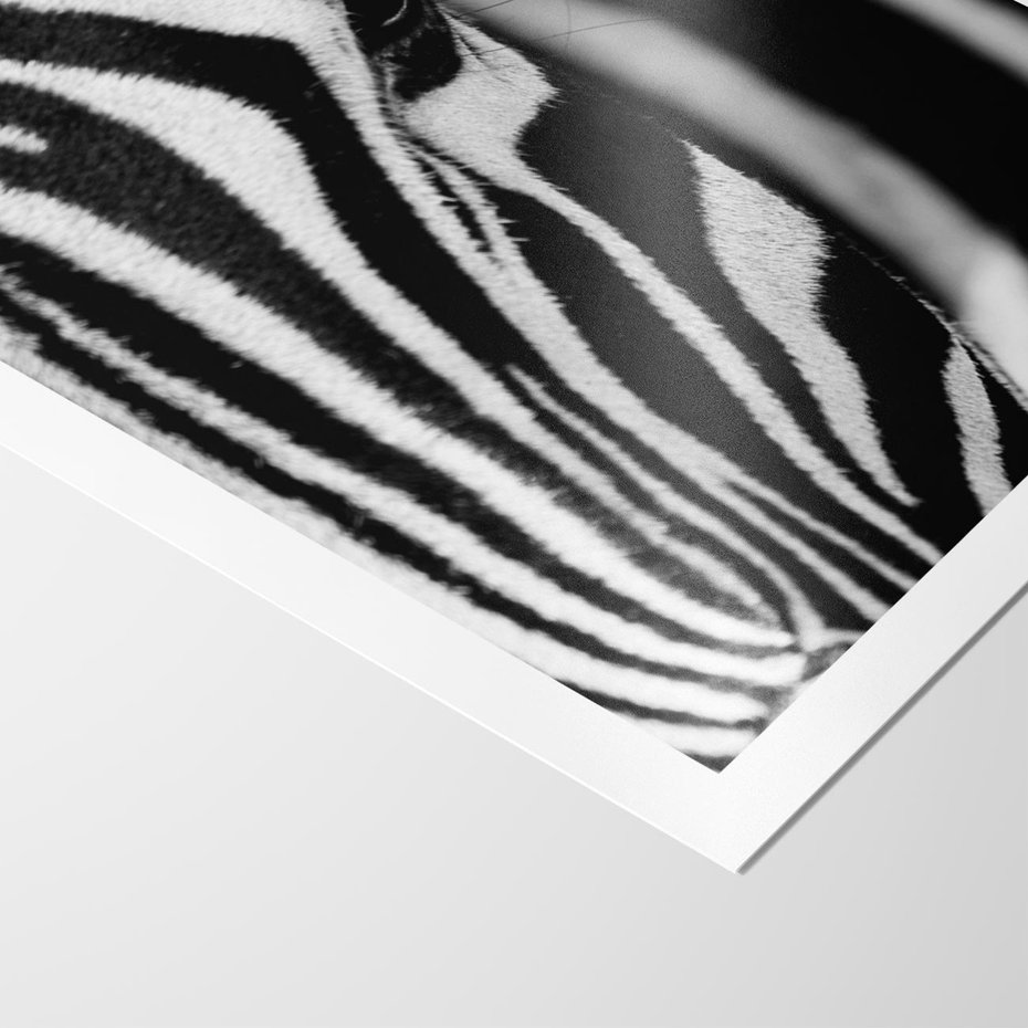 Plakat bez ramy 40x50 - Pasy Zebr - zebra, paski