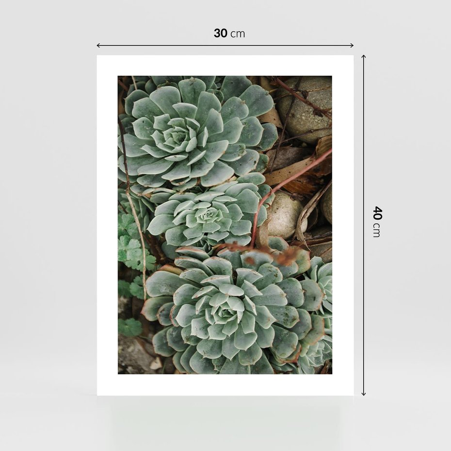 Plakat bez ramy 30x40 - Zielona Uroda Sukulentów - sukulenty, zielone liście