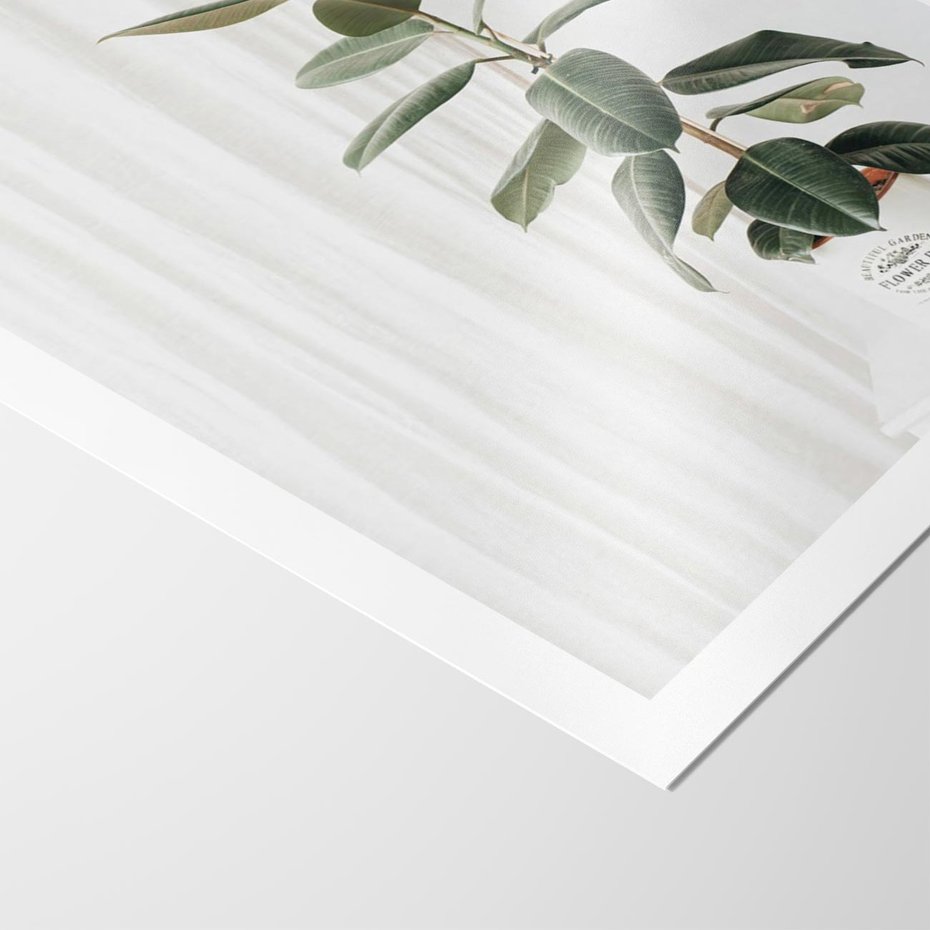 Plakat bez ramy 50x70 - Kwiat w Bieli - kwiat w doniczce, białe wnętrze