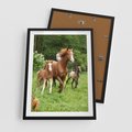 Plakat w ramie 50x70 - Galopujące konie - konie, galop - rama czarna