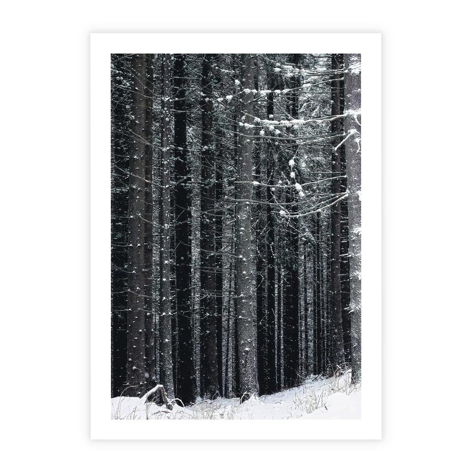 Plakat bez ramy 30x40 - Leśna Cisza: Malowniczy Pejzaż Zimą - las zimą, ośnieżone pnie drzew