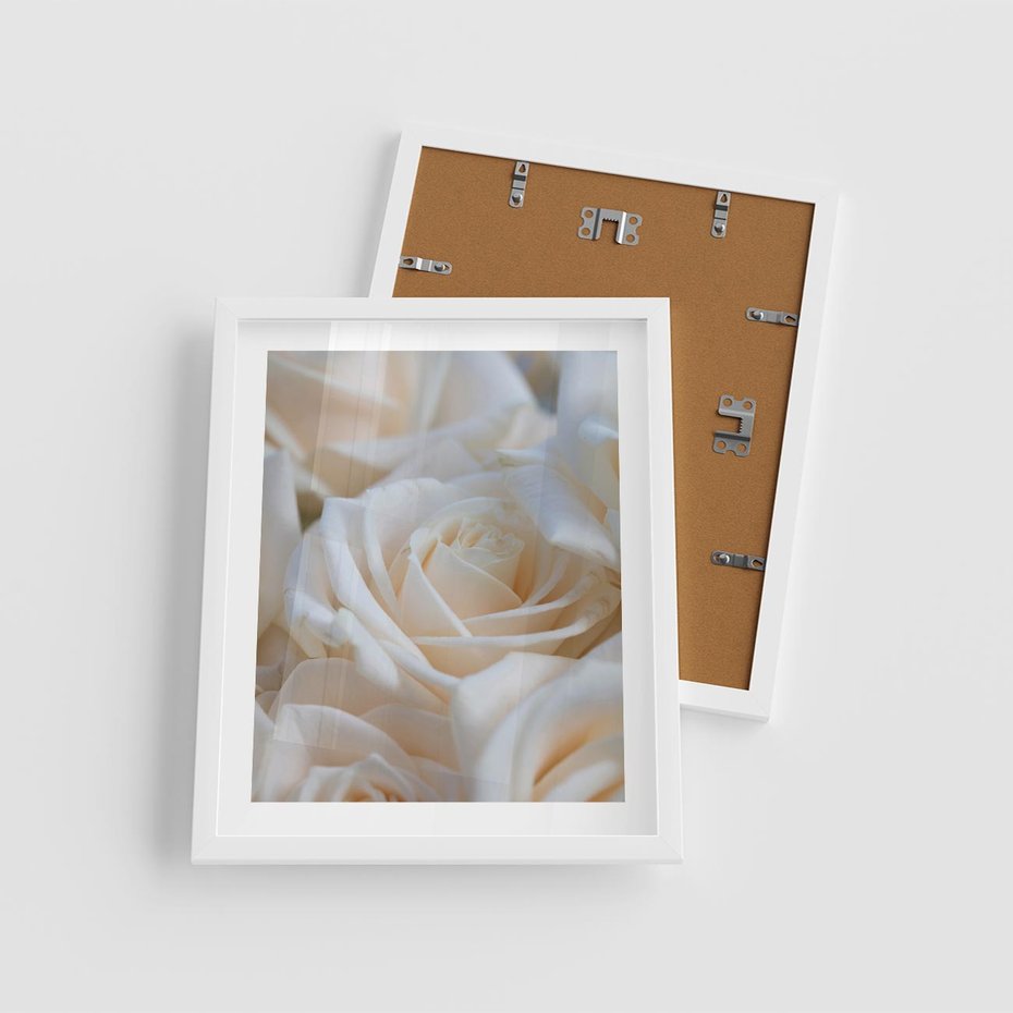 Plakat w ramie 40x50 - Białe róże piękności - białe, róże - rama biała