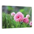 Obraz na płótnie 70x50 - Różane Ukojenie - róże, kwiaty