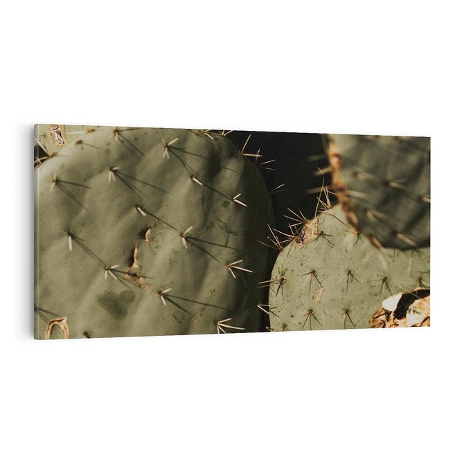Obraz na płótnie 100x50 - Urok Egzotyki - kaktusy, boho