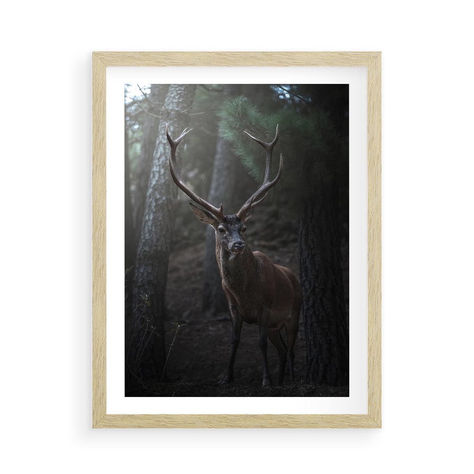 Plakat w ramie 50x70 - Jeleń wśród lasu - jeleń, las - rama drewno