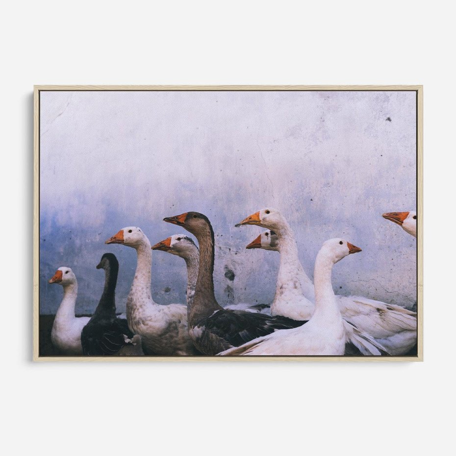 Obraz w ramie 70x50 - Spotkanie Wśród Piór - uchwycony moment, fotografia - rama drewno