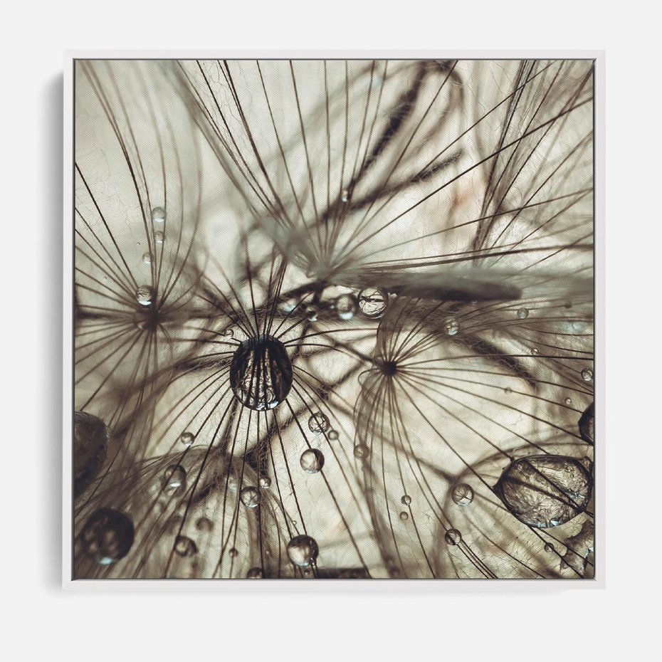 Obraz w ramie 80x80 - Lekkie dmuchawce - dmuchawce, krople - rama biała
