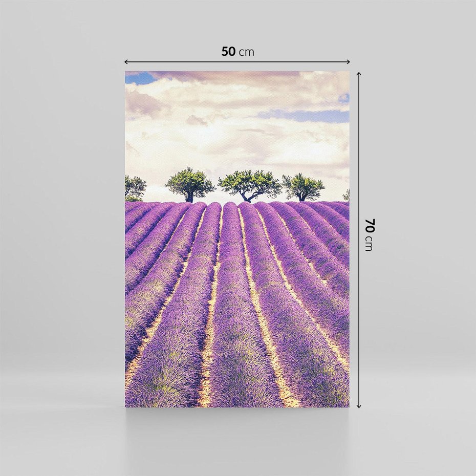 Obraz na płótnie 50x70 - Uroda Lawendy: Kwiatowy Cud Natury - lawenda, kwiaty