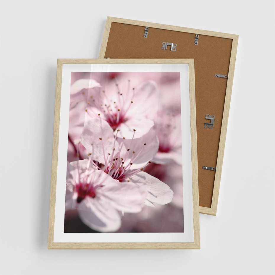 Plakat w ramie 50x70 - Kwitnąca Wiśnia - kwiaty, kwitnąca - rama drewno