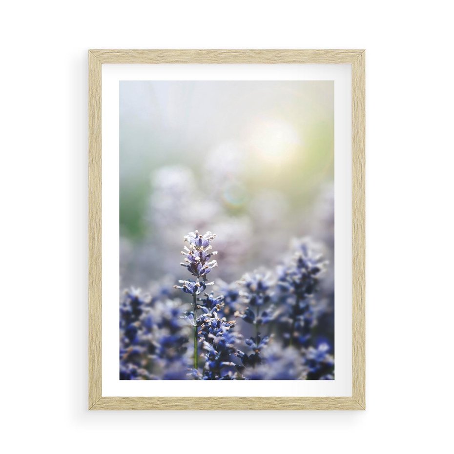 Plakat w ramie 50x70 - Delikatna Uroda Natury - wrzosy, fiolet - rama drewno