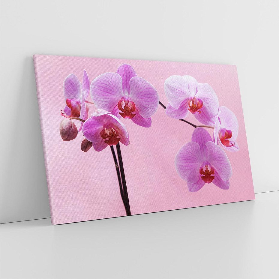 Obraz na płótnie 100x70 - Elegancka orchidea w pełnym rozkwicie - orchidea, kwiaty
