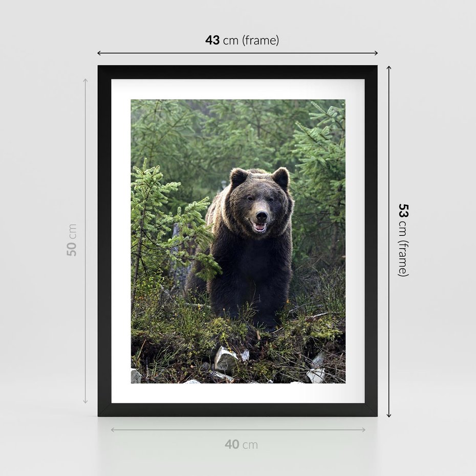 Plakat w ramie 40x50 - Spotkanie z Niedźwiedziem w Lesie - niedźwiedź, las - rama czarna