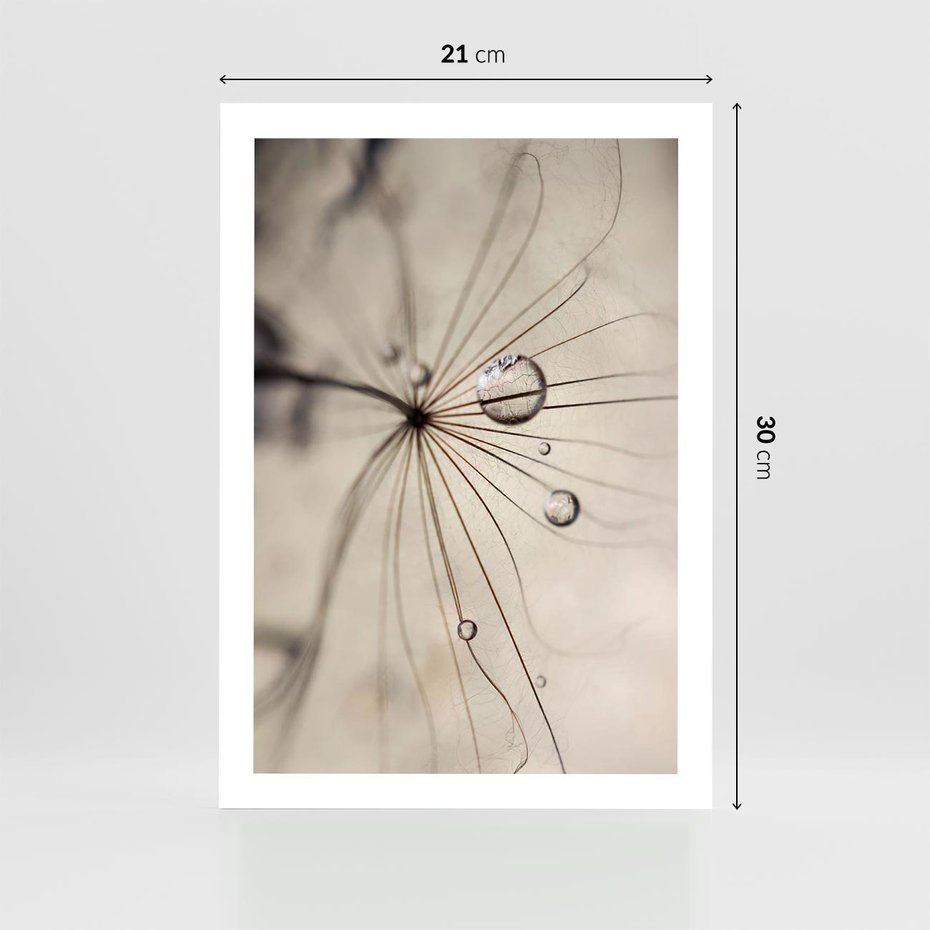 Plakat bez ramy 21x30 - Makro Uroda: Kropla na Dmuchawcu - zbliżenie makro, kropla wody na ziarenku dmuchawca