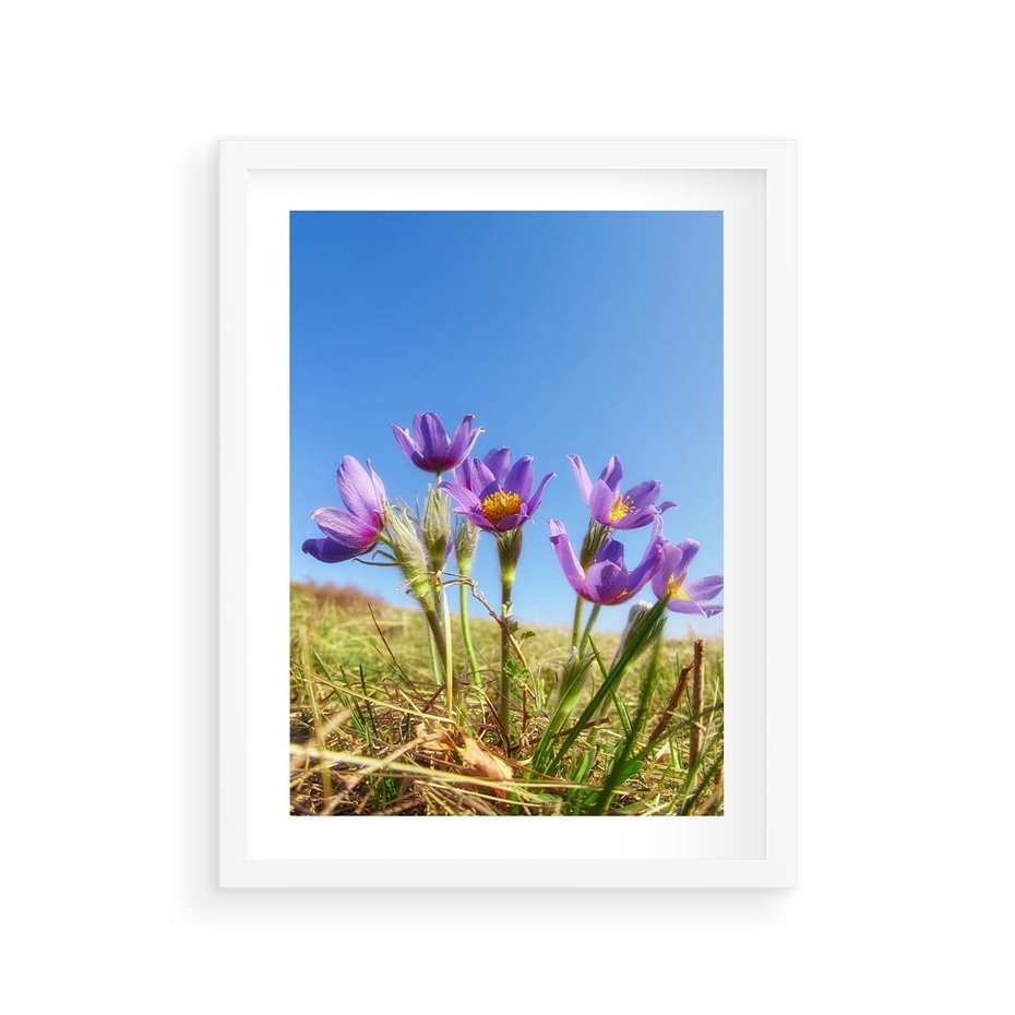 Plakat w ramie 30x40 - Kwiatowa siła łąki - kwiaty, łąka - rama biała