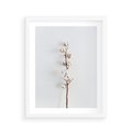 Plakat w ramie 40x50 - Minimalistyczna Gałązka Bawełny - bawełna, gałązka bawełny - rama biała