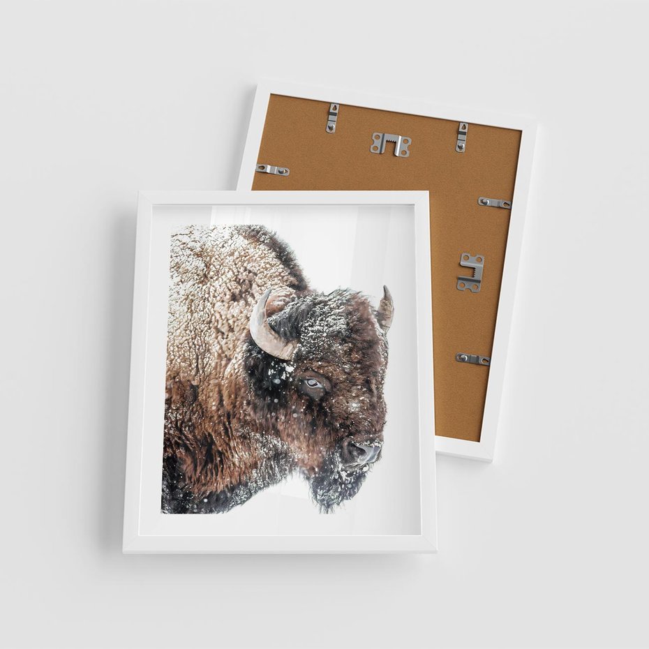 Plakat w ramie 40x50 - Obraz Dzikiej Przyrody w Śnieżnym Otoczeniu - żubr, śnieg - rama biała