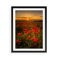 Plakat w ramie 50x70 - Maki przy zachodzie słońca - maki, zachód - rama czarna