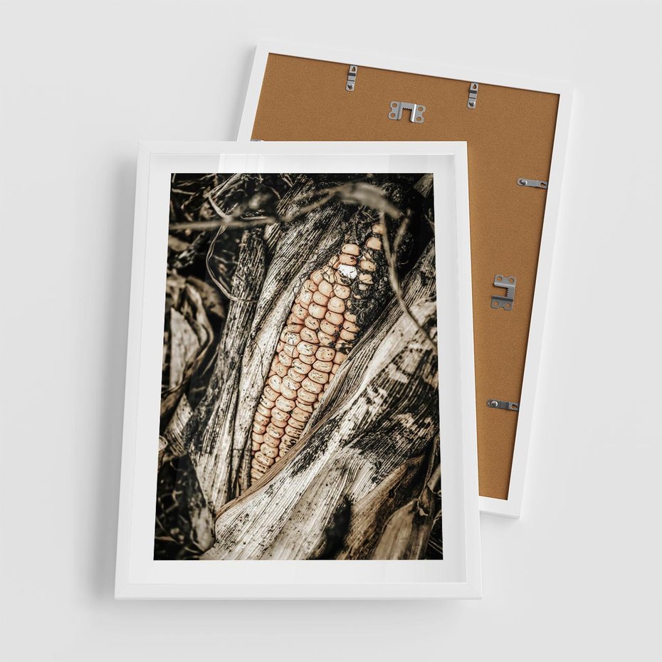 Plakat w ramie 50x70 - Kukurydza w Jesiennej Scenie - kukurydza, jesień - rama biała