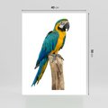 Plakat bez ramy 40x50 - Kolorowa papuga w locie - papuga, ptak
