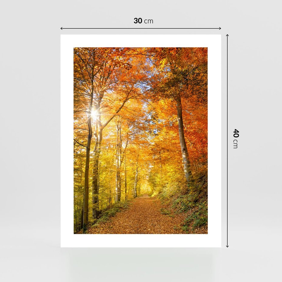 Plakat bez ramy 30x40 - Złote barwy jesiennego lasu - las, jesień