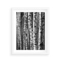 Plakat w ramie 40x50 - Kontrast Monochromatyczny - brzozy, czarno - rama biała
