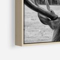 Obraz w ramie 80x80 - Przygubione motyle marzeń - fotografia czarno biała, młody jeleń w zagrodzie - rama drewno