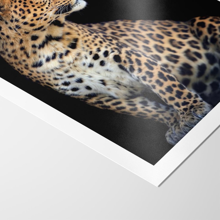 Plakat bez ramy 30x40 - Elegancja Jaguarowej Pantery - jaguar, pantera
