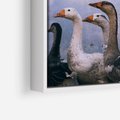 Obraz w ramie 80x80 - Spotkanie Wśród Piór - uchwycony moment, fotografia - rama biała