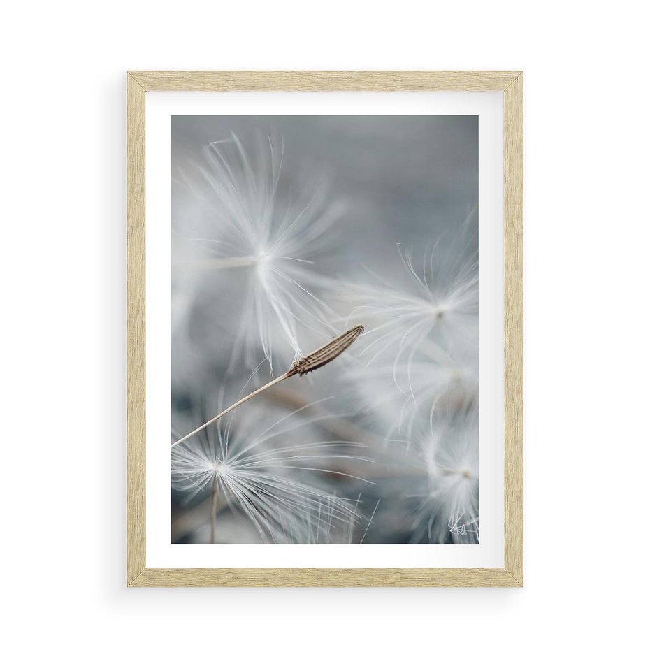 Plakat w ramie 50x70 - Piękno w Delikatności - dmuchawiec, makro zdjęcie - rama drewno