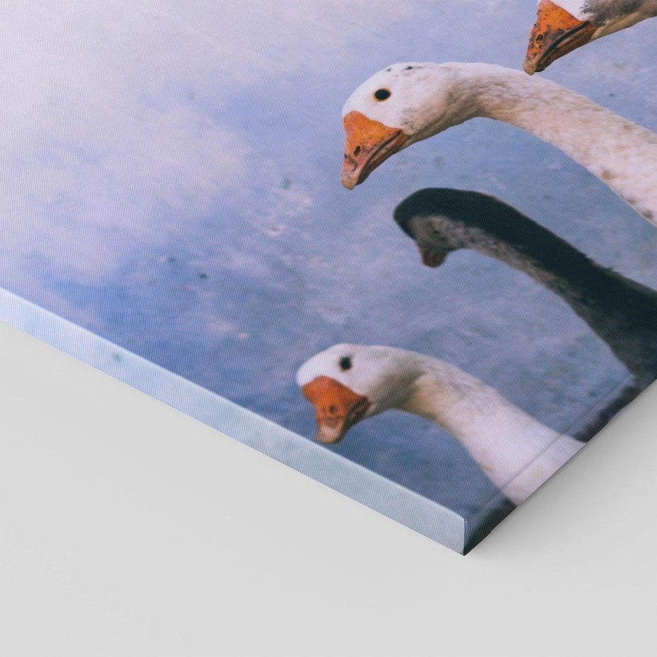 Obraz na płótnie 100x50 - Spotkanie Wśród Piór - uchwycony moment, fotografia