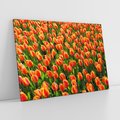 Obraz na płótnie 120x80 - Tulipanowa eksplozja - tulipany, kwiaty
