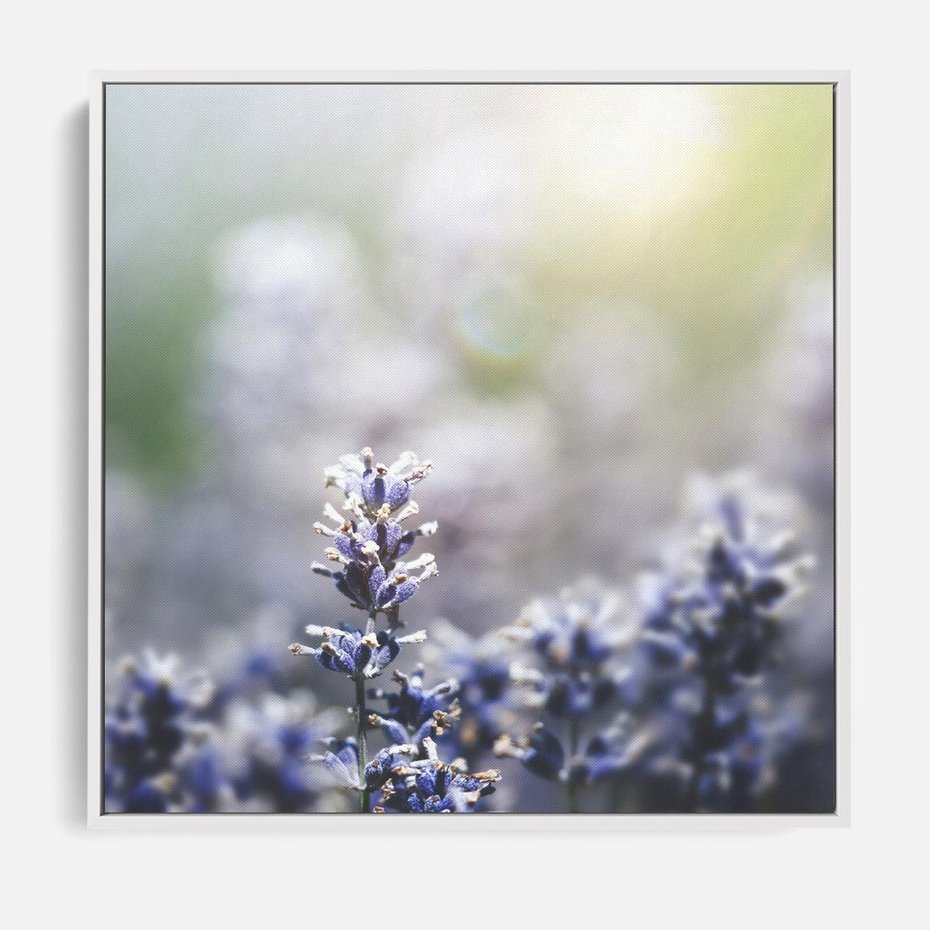 Obraz w ramie 50x50 - Delikatna Uroda Natury - wrzosy, fiolet - rama biała