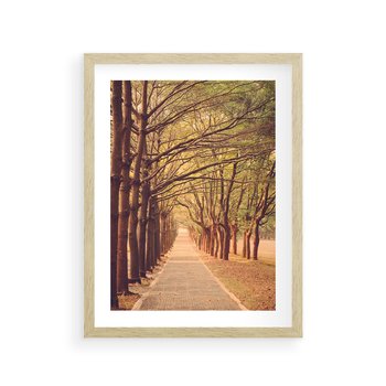 Plakat w ramie 40x50 - Wędrówka między drzewami - droga, drzewa - rama drewno