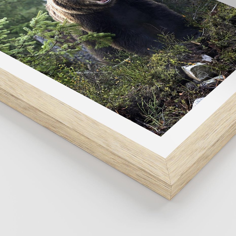 Plakat w ramie 30x40 - Spotkanie z Niedźwiedziem w Lesie - niedźwiedź, las - rama drewno