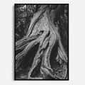 Obraz w ramie 70x100 - Siła Natury - czarno biała fotografia, korzenie wielkiego drzewa - rama czarna