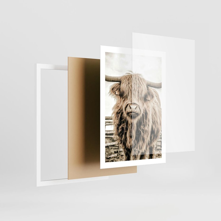 Plakat w ramie 50x70 - Klimat Wiejskiego Życia - amerykańska krowa, byk - rama biała