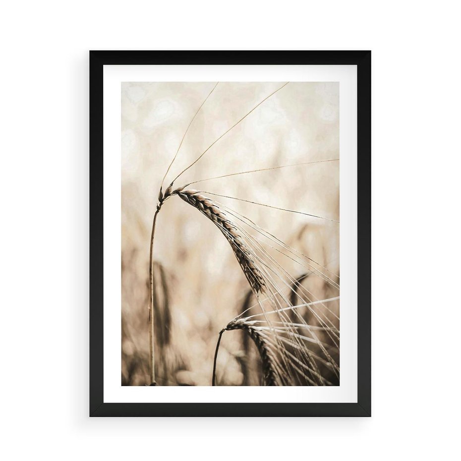Plakat w ramie 50x70 - Źdźbło Pszenicy: Blisko Natury - źdźbło pszenicy, pszenica - rama czarna