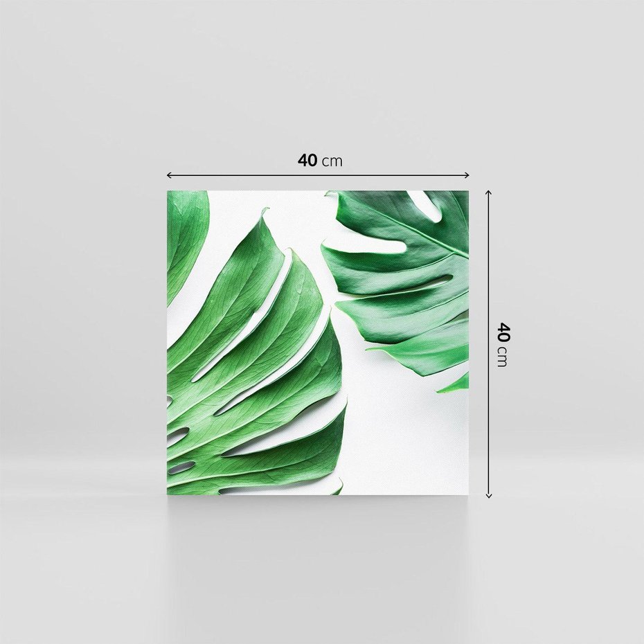 Obraz na płótnie 40x40 - Monstera - Liście Kwiaty - monstera, liście