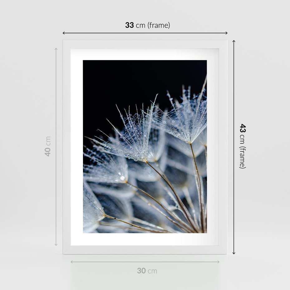 Plakat w ramie 30x40 - Makro piękno dmuchawców - makro, dmuchawce - rama biała